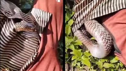 മരത്തിന് താഴെ വിശ്രമിച്ച മനുഷ്യന്റെ ഷർട്ടിനുള്ളിലൊരു വലിയ മൂർഖൻ, പിന്നെ സംഭവിച്ചത്... 