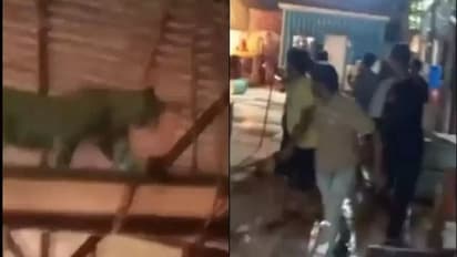 Viral Video: 200 ಮಂದಿ ಕಲಾವಿದರಿದ್ದ ಟಿವಿ ಸೀರಿಯಲ್ ಸೆಟ್ಗೆ ನುಗ್ಗಿದ ಚಿರತೆ!