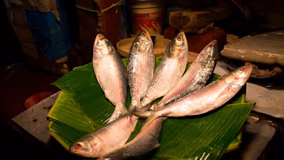 Buy Hilsa correctly to preserve it for future: 7 ways to save species 