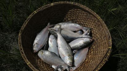 Hilsa