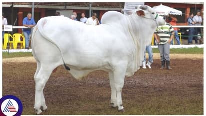 ಬ್ರೆಜಿಲ್ನಲ್ಲಿ 35 ಕೋಟಿಗೆ ಹರಾಜಾಯ್ತು ವಿಶ್ವದ ಅತ್ಯಂತ ದುಬಾರಿ ಹಸು, ಭಾರತಕ್ಕೂ ಹಸು ತಳಿಗೂ ಗತಕಾಲದ ಸಂಬಂಧ!