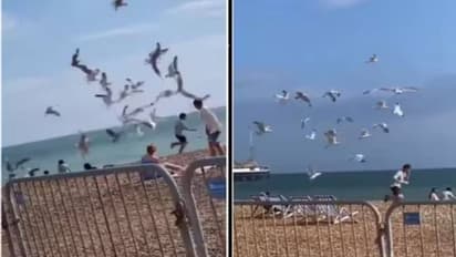 യുവാവിന്റെ പിന്നാലെ വിടാതെ പറന്ന് കടൽക്കാക്കക്കൂട്ടം, കാരണം ഇത്...