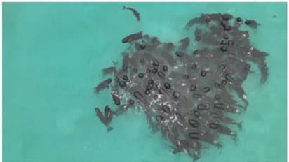 തീരത്ത് അടിയും മുമ്പ് ഹൃദയത്തിന്‍റെ ആകൃതിയില്‍ രൂപം തീര്‍ക്കുന്ന തിമിംഗലങ്ങള്‍ !