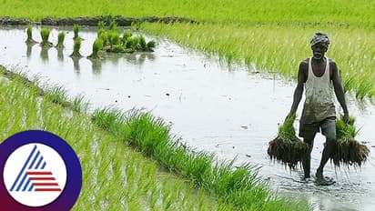 விவசாயிகள் ஆவலோடு எதிர்பார்த்த அறிவிப்பு.! தமிழக அரசின் சூப்பர் திட்டம் அறிமுகம்