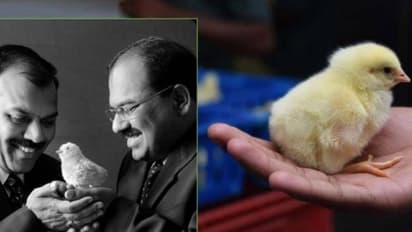 IIT, IIM கல்வி இல்லை.. ரூ.12,000 கோடி Turnover! இந்தியாவின் பணக்கார கோழி விவசாயிகளின் வெற்றிக்கதை.. 