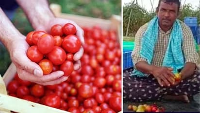 Tomato : தக்காளியை விற்று 1 மாதத்தில் 3 கோடி சம்பாதித்த விவசாயி.. சோசியல் மீடியாவில் குவியும் லைக்ஸ் !!
