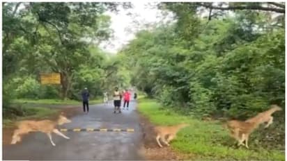 എണ്ണാമെങ്കില്‍ എണ്ണിക്കോ; സന്ദര്‍ശകര്‍ക്ക് മുന്നിലൂടെ ഓടിപ്പോകുന്ന മാന്‍ കൂട്ടത്തിന്‍റെ വീഡിയോ വൈറല്‍ !