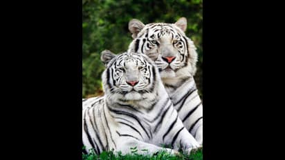 ಈ ಪ್ರಾಣಿಗಳು ಭಾರತದಲ್ಲಿ ಬಿಟ್ಟರೆ ಬೇರೆಲ್ಲೂ ಸಿಗೋಲ್ಲ, ಯಾವವು ಅವು?