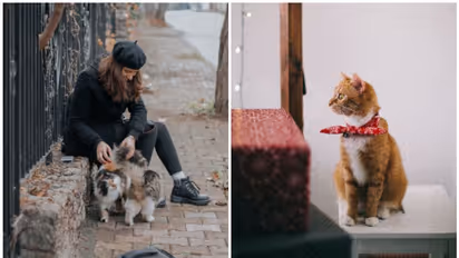 A Guide for Cat Owners: 7 essential tips for happy and healthy Cats