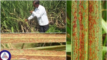 ಕಬ್ಬು ಬೆಳೆಗೆ ತುಕ್ಕು ರೋಗ ಬಾಧೆ: ರೈತರಿಗೆ ಬೆಳೆ ಸಂರಕ್ಷಣಾ ಸಲಹೆ ನೀಡಿದ ಕೃಷಿ ಇಲಾಖೆ