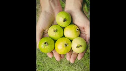  జామకాయే కదా ఏం చేస్తుందిలే అనుకోకండి.. ఇది ఎన్ని సమస్యలను తగ్గిస్తుందో తెలుస్తే షాకే?