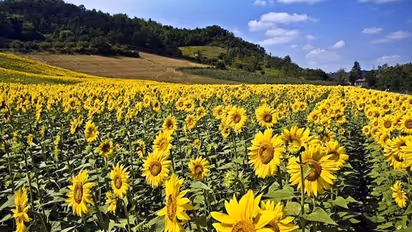 5 ways how Sunflowers are useful for your Skin