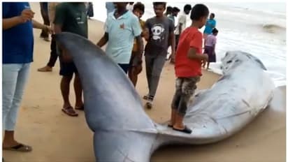 മേഘവാരം ബീച്ചിൽ അടിഞ്ഞ 25 അടി നീളമുള്ള നീലത്തിമിംഗലത്തിന്‍റെ വീഡിയോ 