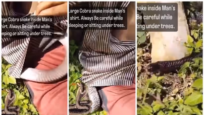 ഷര്‍ട്ടിനുള്ളില്‍ കയറിയ മൂര്‍ഖന്‍ പാമ്പ്; ഭയത്തോടെ മാത്രം കാണാവുന്ന വീഡിയോ !
