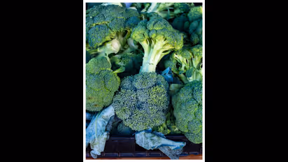 Health Tips : ബ്രൊക്കോളി ഭക്ഷണത്തിൽ ഉൾപ്പെടുത്തൂ, നിരവധിയാണ് ആരോ​ഗ്യ​ഗുണങ്ങൾ