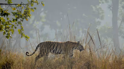 5 must-visit National Parks in India for Tiger sighting