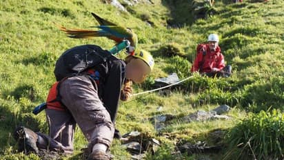 തത്തയെ രക്ഷിക്കാൻ പാറ കയറി യുവതി, തത്ത പറന്ന് താഴെയെത്തി, യുവതിയെ രക്ഷിക്കാൻ റെസ്‍ക്യൂ ടീം