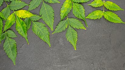 5 medicinal benefits of Neem in hindi