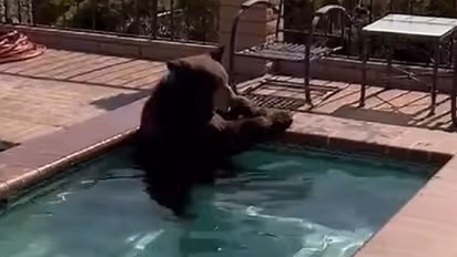 WATCH: Black bear takes a dip in backyard pool to beat the heat in US; video goes viral