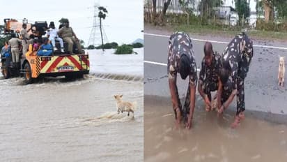 అమ్మ ప్రేమంటే ఇదే.. తన పిల్లలను కాపాడమని తల్లి కుక్క ఆవేదన.. ఏపీ పోలీసుల సాయం..(వీడియో)