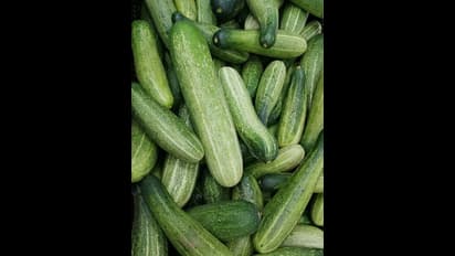 സാലഡ് വെള്ളരിയിൽ സാൽമൊണല്ല ബാക്ടീരിയ സാന്നിധ്യം, ആശുപത്രിയിലായി 162 പേർ, തിരികെ വിളിച്ച് അമേരിക്ക