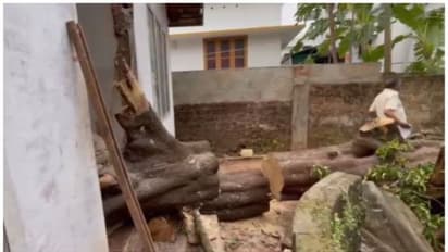 വെട്ടിക്കൊണ്ടിരിക്കെ പുളിമരം അപ്രതീക്ഷിതമായി മറുവശത്തേക്ക് വീണു, വീട്ടമ്മയ്ക്ക് ദാരുണാന്ത്യം 