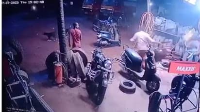 ആക്രമിക്കാൻ പാഞ്ഞടുത്ത് തെരുവ് നായകൾ, തലനാരിഴക്ക് രക്ഷപ്പെട്ട് വിദ്യാർഥി -വീഡിയോ