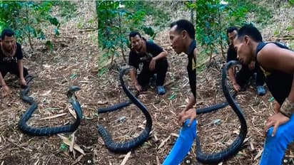 వార్నీ.. కింగ్ కోబ్రాతోనే గేమ్స్.. తికమక పెట్టి, కాటునుంచి తప్పించుకుంటూ.. ఒళ్ళు జలదరించే ఫీట్...వీడియో వైరల్