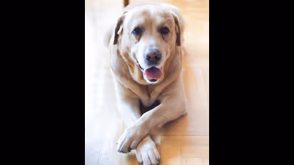 இந்த விலங்கு உங்கள் கிரக தோஷங்கள் விலகுமாம்...ஜோதிட பலன்களை கேட்டால் ஆச்சரியப்படுவீர்கள்..!!