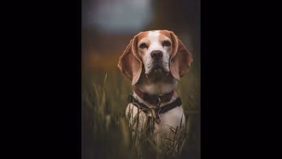 కుక్కను కొట్టి, తాడుతో బంధించి, రోడ్డుపై ఈడ్చుకెళ్లి చంపిన అల్లరి మూక.. వీడియో వైరల్