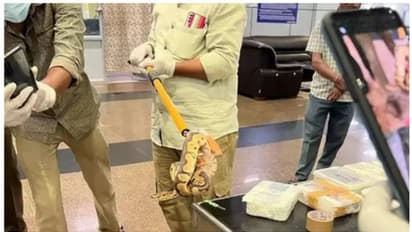 പരിശോധിച്ച കസ്റ്റംസ് ഉദ്യോഗസ്ഥര് ഞെട്ടി; യാത്രക്കാരന്റ ട്രോളി ബാഗില് ജീവനുള്ള 47 പാമ്പുകള്, രണ്ട് പല്ലികള്