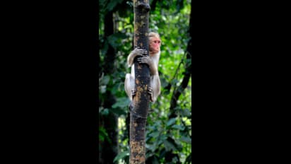 உங்கள் கனவில் குரங்குகளைப் பார்க்கிறீர்களா? அதன் அர்த்தம் இதுதான் தெரிஞ்சிக்கோங்க!