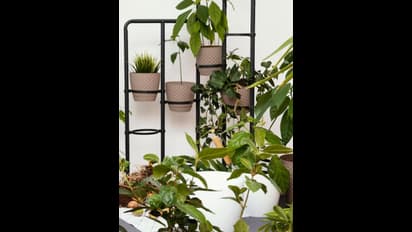 ಅಲೋ ವೆರಾದೊಂದಿಗೆ ಈ 3 ಗಿಡ ನೆಟ್ಟರೆ ಲಕ್ಷ್ಮಿ ಒಲಿಯುವಳು..!