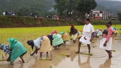 ಹೆಚ್ಚು ಇಳುವರಿಯ ಪುಸಾ ಭತ್ತ ನಿಷೇಧಿಸಲು ಪಂಜಾಬ್‌ ನಿರ್ಧಾರ
