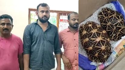 രണ്ട് നക്ഷത്ര ആമകള്‍, വില 10 മുതൽ 25 ലക്ഷം വരെ!; കഴക്കൂട്ടത്ത് കെഎസ്ഇബി ജീവനക്കാർ ഉൾപ്പടെ 3 പേർ പിടിയിൽ