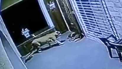 ഹൗസിങ് സൊസൈറ്റിയിൽ കയറി നായയെ അക്രമിച്ച് കടുവ, തുരത്തിയോടിച്ച് നായകൾ