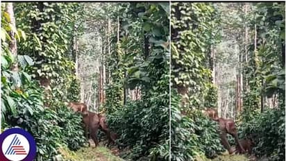 ಒಂದೇ ಕಾಫಿ ಎಸ್ಟೇಟ್ನಲ್ಲಿ ಬೀಡುಬಿಟ್ಟ 16 ಕಾಡಾನೆಗಳು: ಜೀವ ಭಯದಲ್ಲಿ ರೈತರು