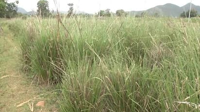 ಚಾಮರಾಜನಗರ: ಹುಲ್ಲು ಬೆಳೆಯಲು ಅಗ್ರಿಮೆಂಟ್, ಕೈ ಕೊಟ್ಟ ಸಂಸ್ಥೆ, ಕಂಗಾಲಾದ ರೈತ..!