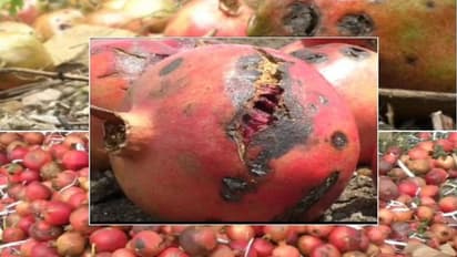 ವಿಜಯಪುರ: ಅಂಗಮಾರಿ-ದುಂಡಾಣು ದಾಳಿಗೆ ದಾಳಿಂಬೆ ಬೆಳೆಗಾರರು ಕಂಗಾಲು..!