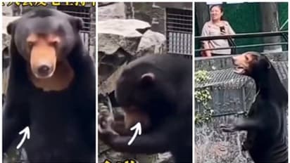 മൃഗശാലയിലെ കരടി, കരടിയോ മനുഷ്യനോ? പരസ്പരം ഏറ്റുമുട്ടി നെറ്റിസണ്സ്; വിശദീകരണവുമായി മൃഗശാലാ അധികൃതര്