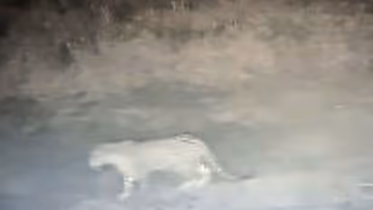 ತಾವರೆಕರೆಯಲ್ಲಿ ಮತ್ತೆ ಚಿರತೆ ಪ್ರತ್ಯಕ್ಷ: ಸಿಸಿ ಕ್ಯಾಮೆರಾದಲ್ಲಿ ಸೆರೆ