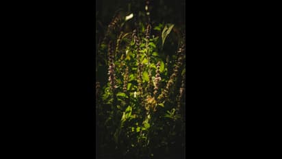 இந்த நவராத்திரியில் உங்கள் விருப்பங்கள் நிறைவேற.. துளசியை வைத்து இதை மட்டும் செய்யுங்கள்..!