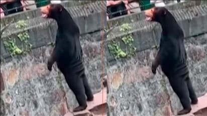 ಚೀನಾದಲ್ಲಿ ಯಾವುದೂ ಅಸಾಧ್ಯ ಅಲ್ಲ ಬಿಡಿ: ಮನುಷ್ಯನಂತೆ ಕಾಣುವ ಕರಡಿ ವೀಡಿಯೋ ವೈರಲ್