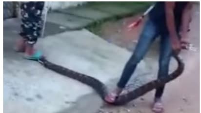 ഛത്തീസ്ഗഢിലെ ജനവാസമേഖലയിൽ എട്ടടി നീളമുള്ള പെരുമ്പാമ്പ്; ഭയന്ന് ജനം !