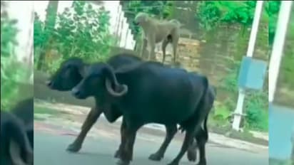 ಯಮರಾಜನಾದ ಶ್ವಾನ: ಎರಡೆಮ್ಮೆಗಳ ಮೇಲೆ ನಿಂತು ಬಿಂದಾಸ್ ಪಯಣ: ವೈರಲ್ ವೀಡಿಯೋ