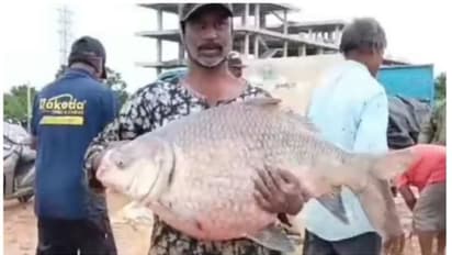 തെലുങ്കാനയില്‍‌ കരകവിഞ്ഞ് നദികള്‍; ക്ഷേത്രക്കുളത്തില്‍ നിന്നും പിടികൂടിയത് 15 കിലോ ഭാരമുള്ള ഭീമന്‍ മത്സ്യത്തെ!