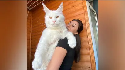 WATCH: Gigantic Russian cat as tall as a 4-year-old child captivates social media with its size and charm