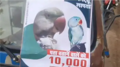 Madhya Pradesh man searches frantically for missing parrot, offers Rs 10,000 cash reward - WATCH