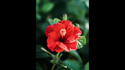 Haircare Tips: Effective ways to use Hibiscus for boosting hair growth and thickness