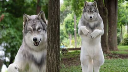 ചെന്നായയായി മാറാൻ യുവാവ് മുടക്കിയത് 20 ലക്ഷം, പൂർത്തീകരിച്ചത് കുട്ടിക്കാലത്തെ സ്വപ്നം